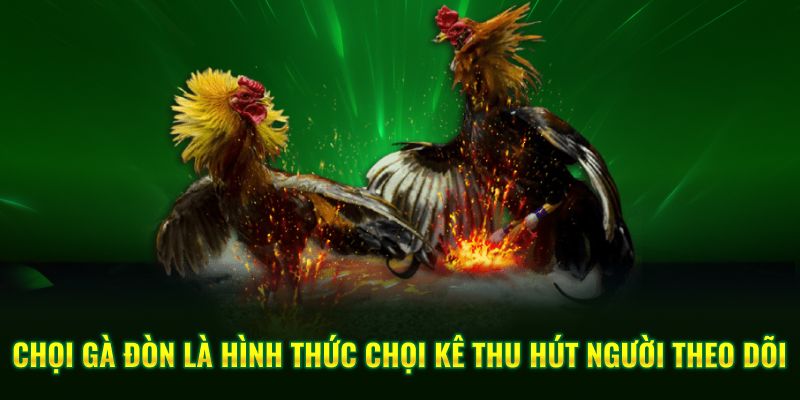Chọi gà đòn là hình thức chọi kê thu hút người theo dõi