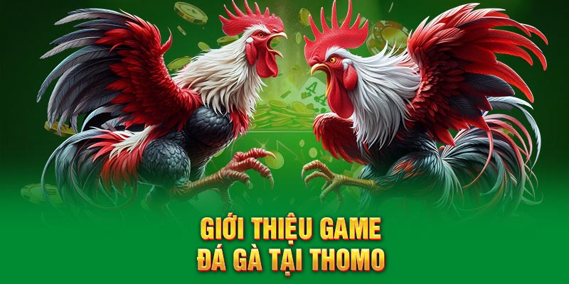 Giới thiệu đá gà Thomo đỉnh cao giải trí