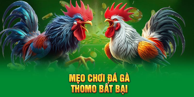 Mẹo chơi đá gà Thomo luôn bất bại