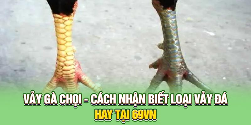 Vảy gà chọi tổng hợp kiến thức tại 69VN