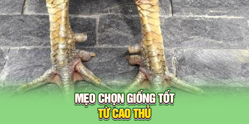 Mẹo chọn giống tốt từ cao thủ