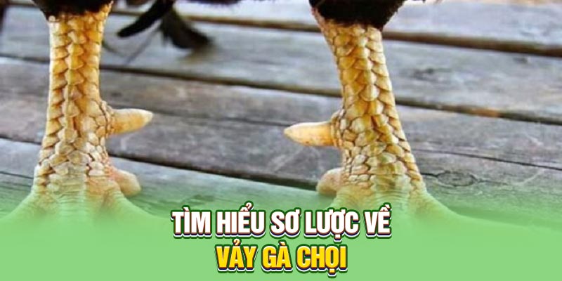 Tìm hiểu sơ lược về vảy gà chọi